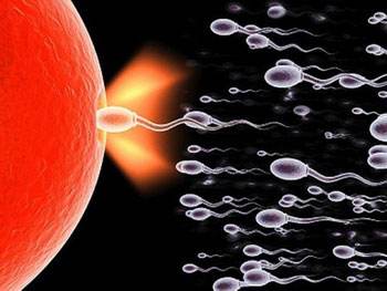 如何選擇最佳受孕時(shí)間？